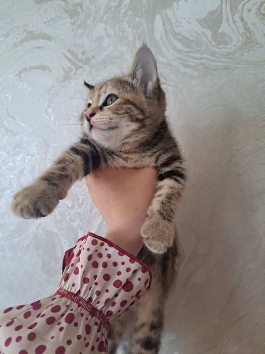 Мушук срочно сотилади  2 ойлик