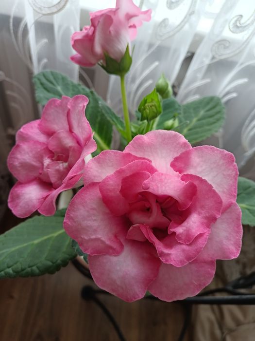 Продам ростки глоксиний