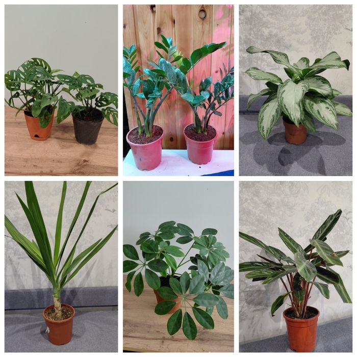 Комнатные растения