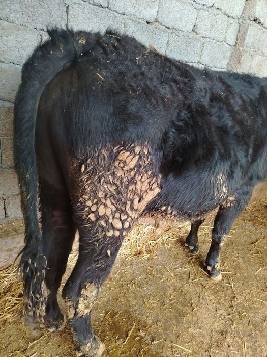 Buqa srochno sotiladi