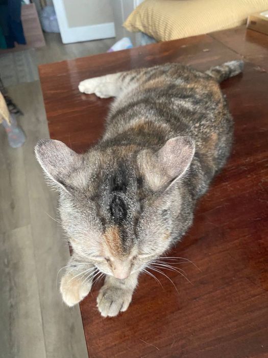 Кошечка ищет дом