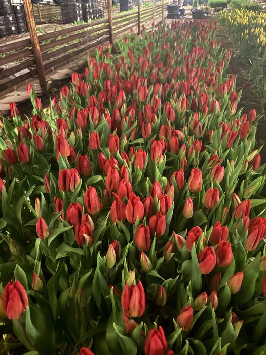Астана тюльпан оптом и в розницу