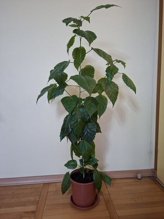 Продавам 2 бр. китайска роза