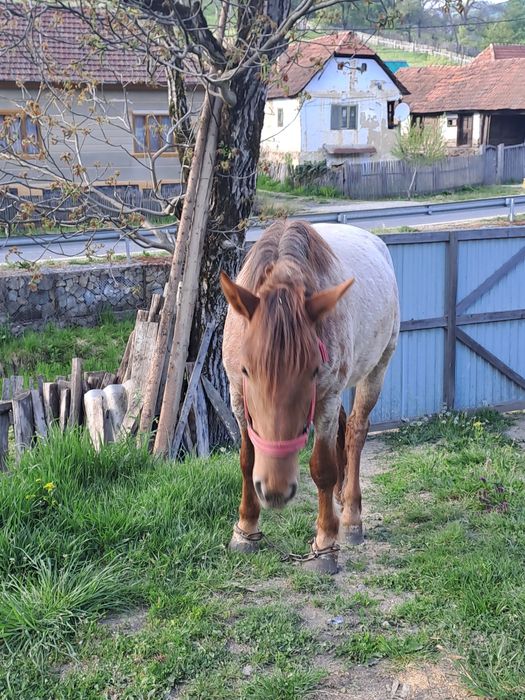 Vand manza ,urgent!