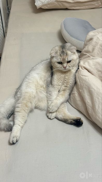 Пристраивается кошка серебристая шиншилла