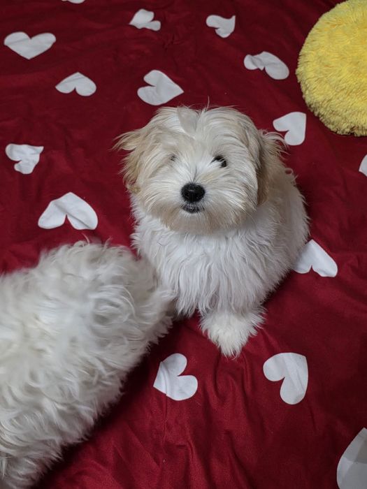 Căutam cele mai bune căsuțe pentru 4 puișori de bichoni!