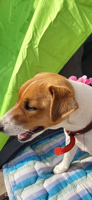 Отдам в добрые руки