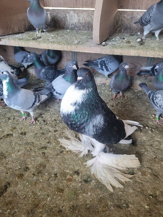 Porumbei voiajori / postari