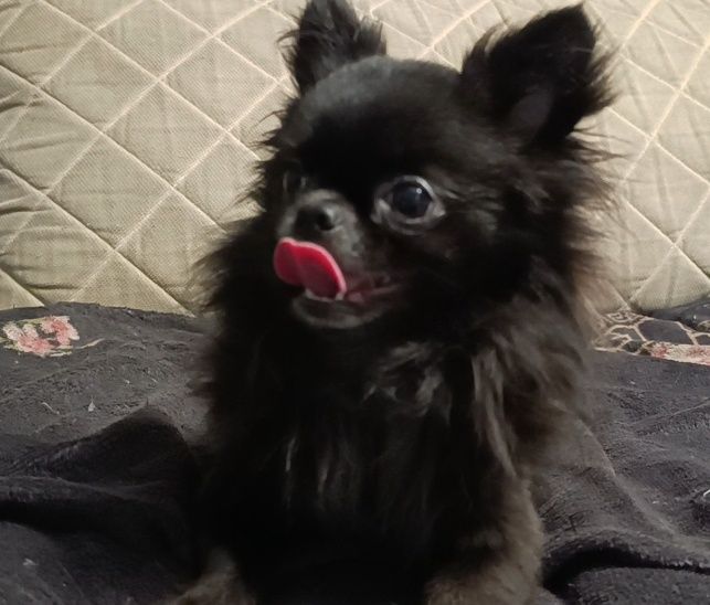 Кобель Чихуахуа ( миник)