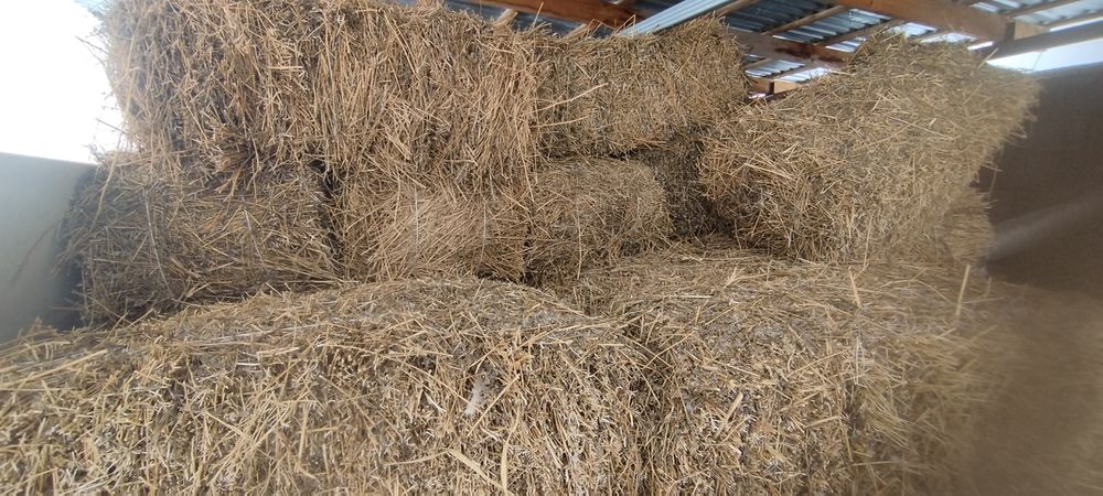 Түктелген жоңышқа/люцерна сатылады