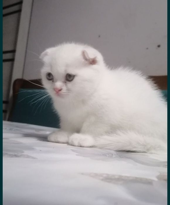 Продам фолд мальчика 1,5месяца