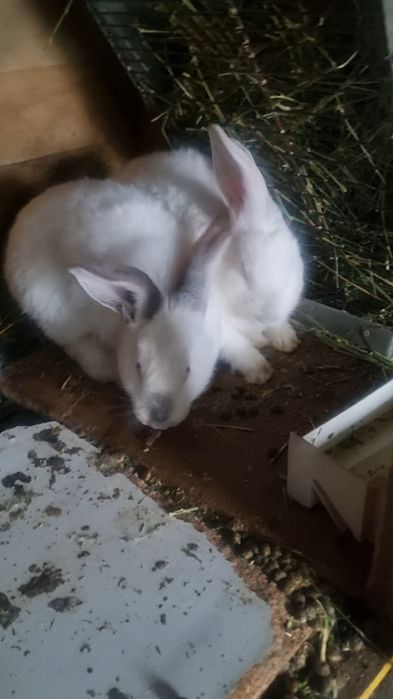 Продам или обменяю кролика