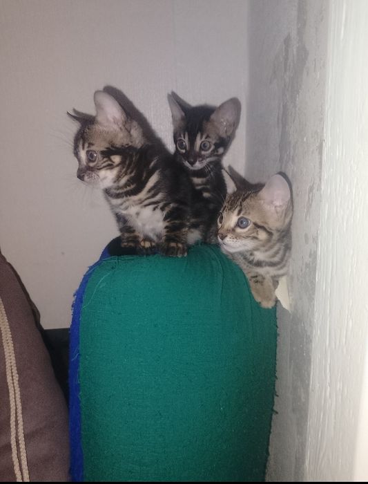 Бенгальские котята