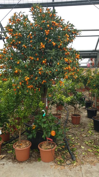 Mandarin si Rododendroni și alte specii de plante ornamentale