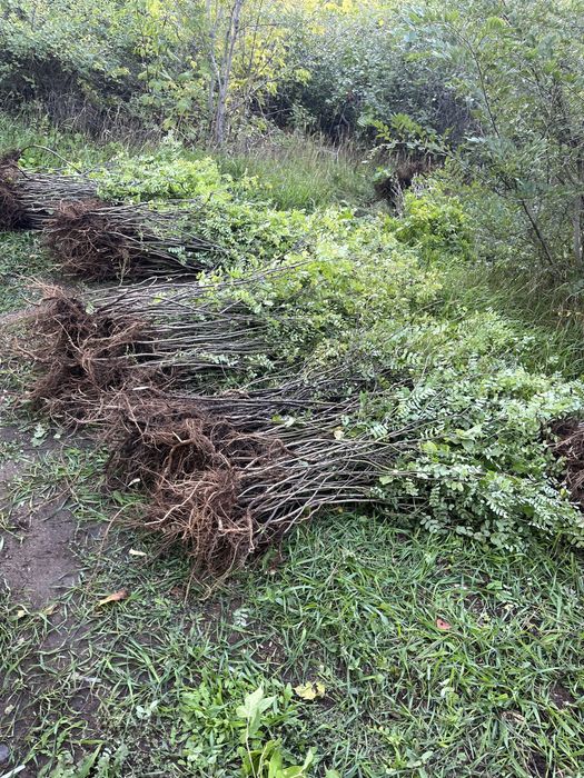 Живая изгородь карагач