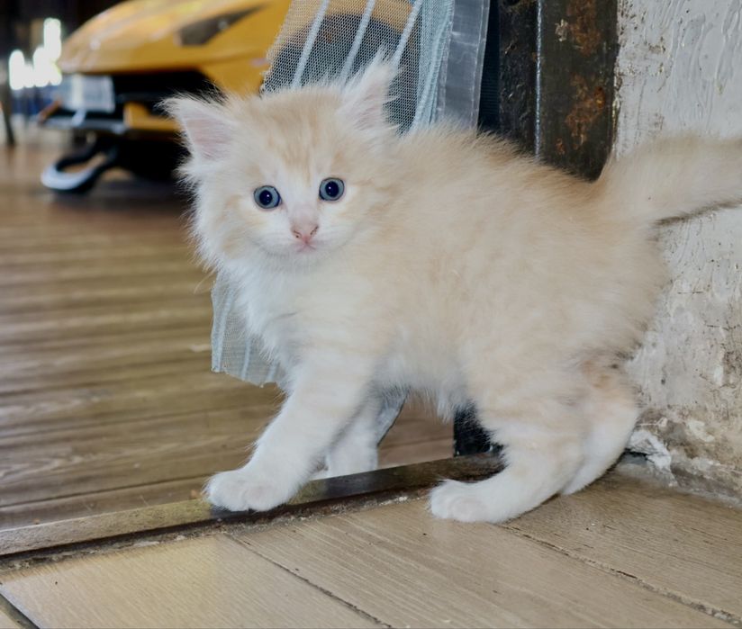 прекрасные котята