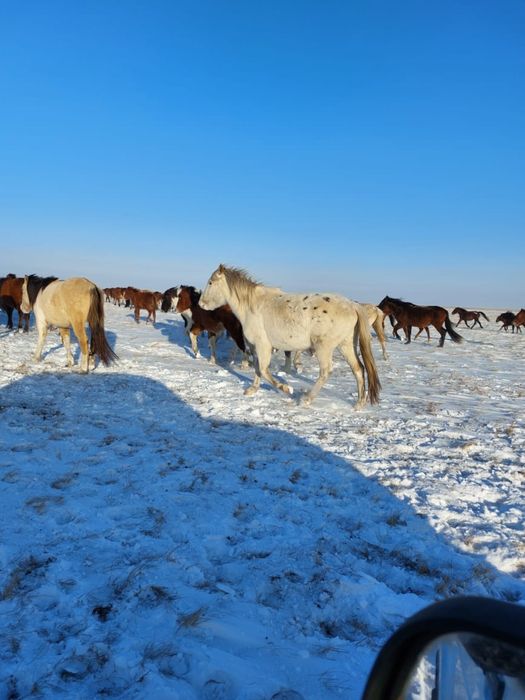 Продам жеребых кобыл 60 голов
