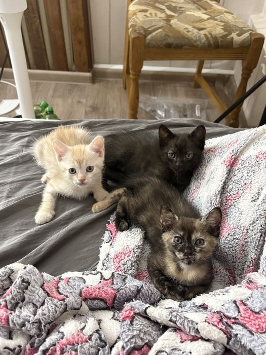 Котята в хорошие руки