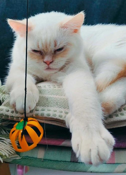 Шотлански късокосмести котета