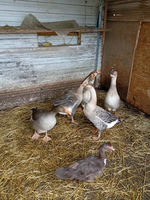 Gaste americane din vara trecuta