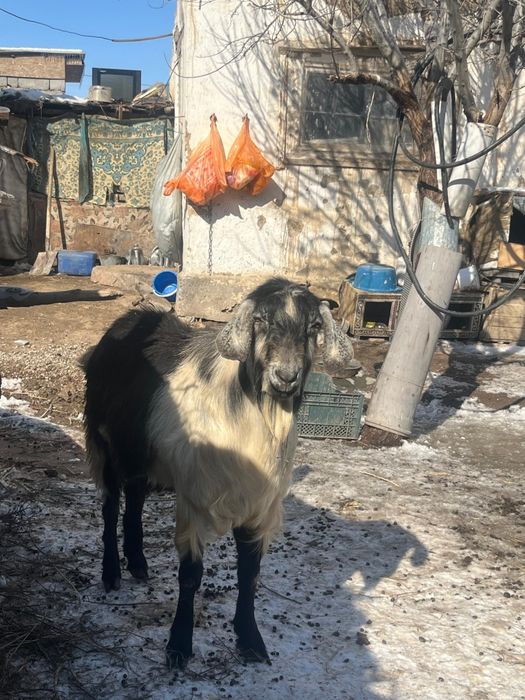 Альпийский ТЕКЕ БАҒАСЫ 130МЫҢ.