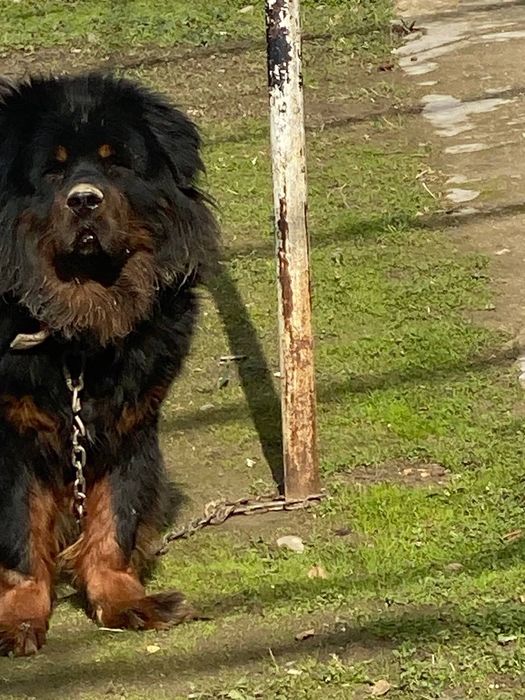 Тибетский  мастиф продается