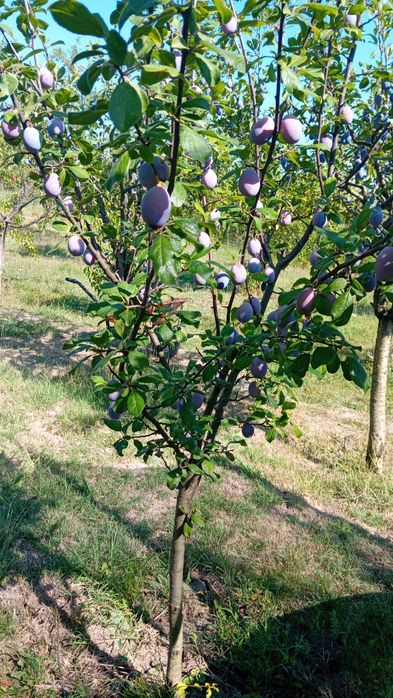 Prune proaspete din gradina