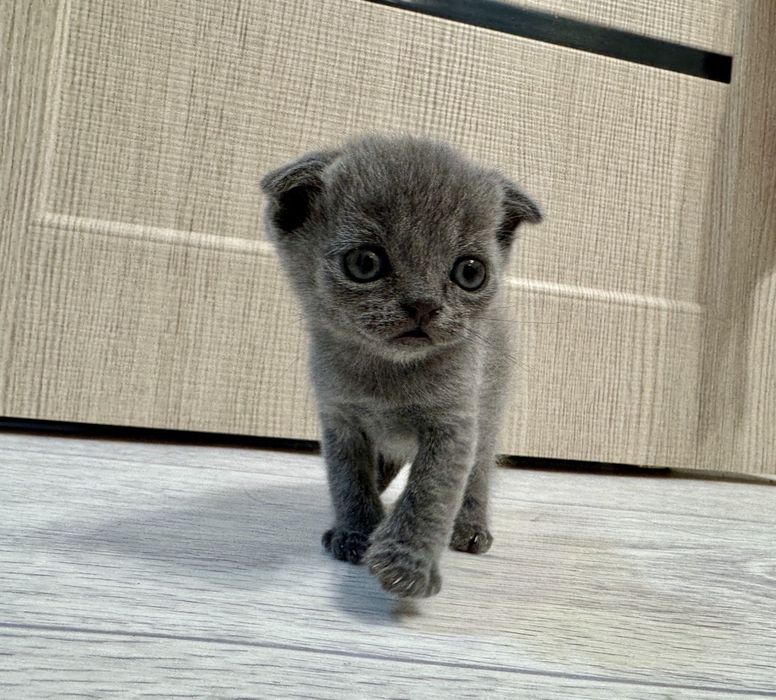 Британские  вислоухие котята