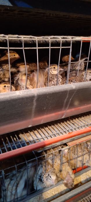 Prepelite jumbo gold Japoneza  mare