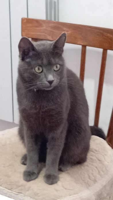 Котик в добрые руки 1 годик