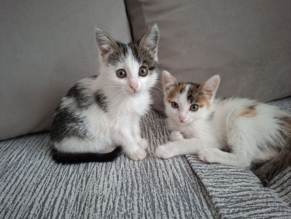 Малышки девочки ок.2 мес.в ответственные семьи