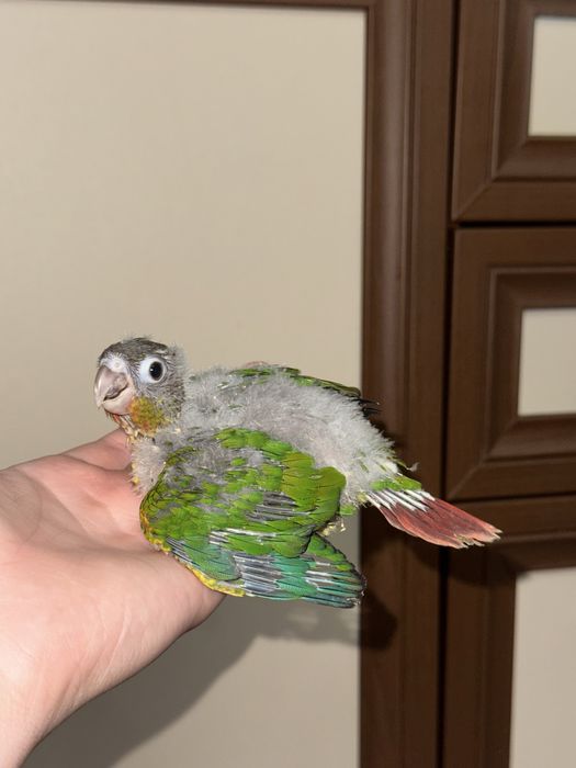 Продается выкормыш попугая пируры