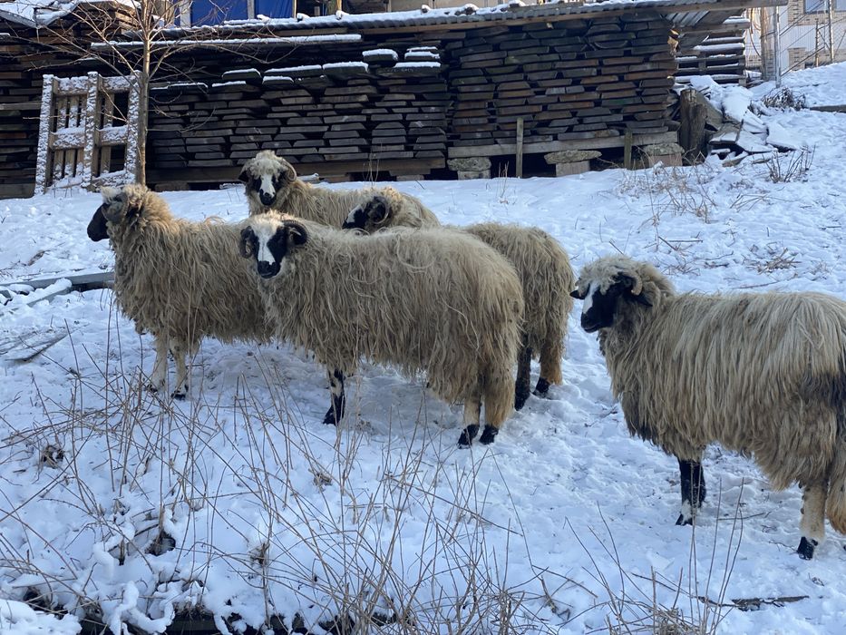 Turcana breaza de hateg