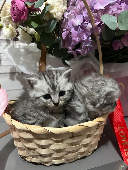 Продам шотландские котят
