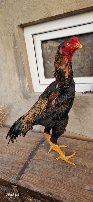 Дакан корпусник линия