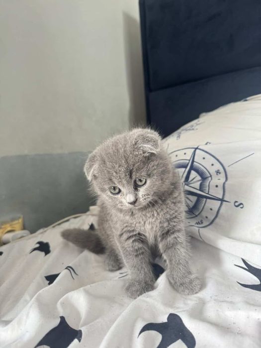 Британско женско коте