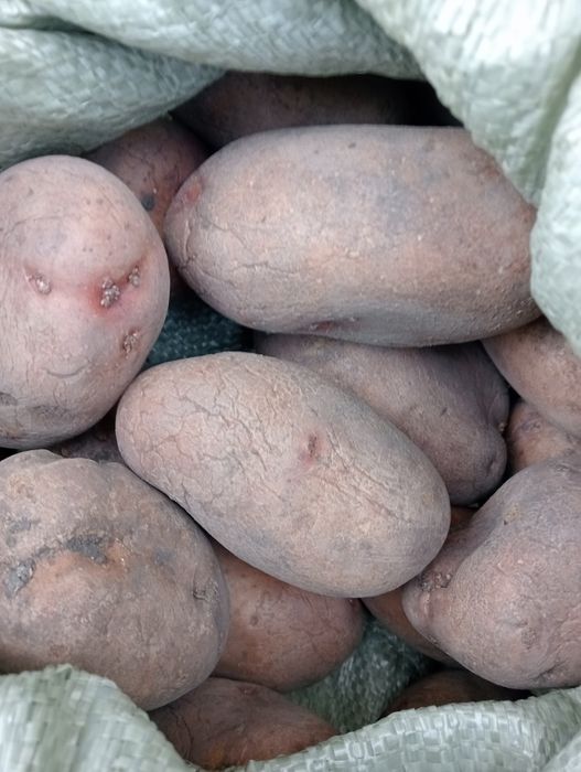 Продам Картофель