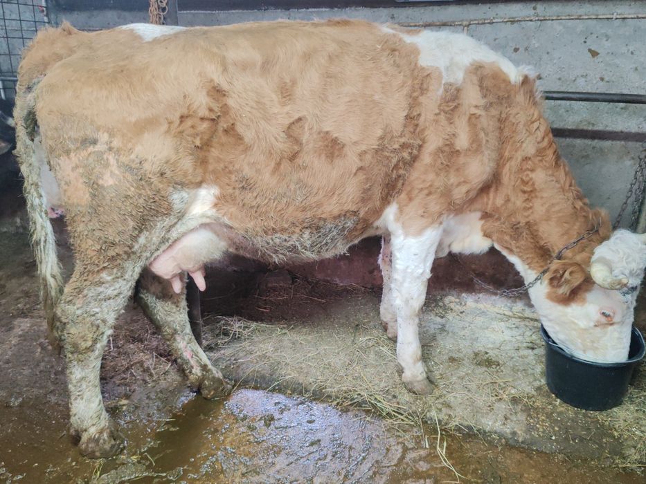 Vaca bălțată cu vitea belgiana