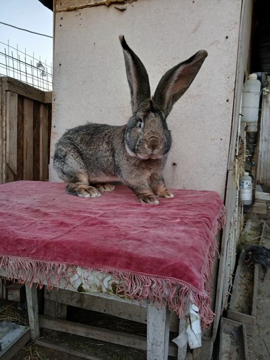 Iepuri uriaș german