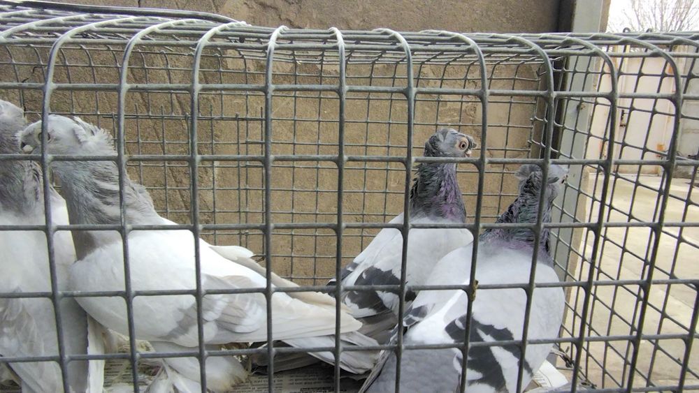Продам голубей удыи пепельные