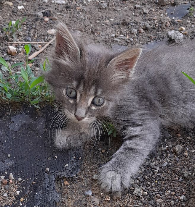 Котята. Раздаём. Доставим.
