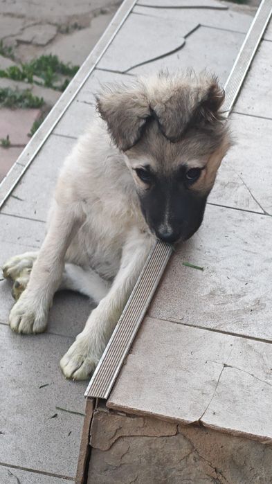 Catelusa pentru adoptie