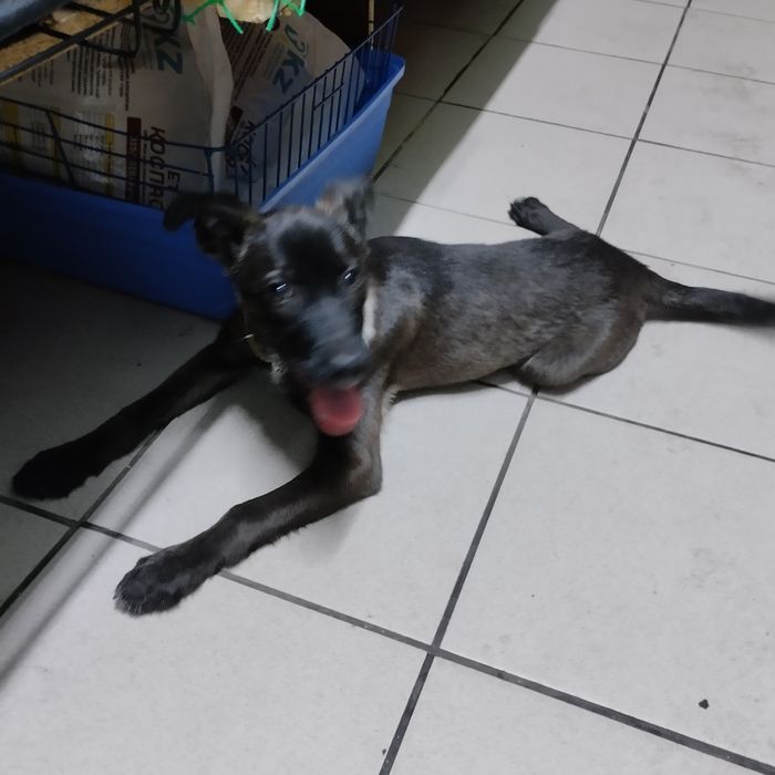 Отдам в добрые руки