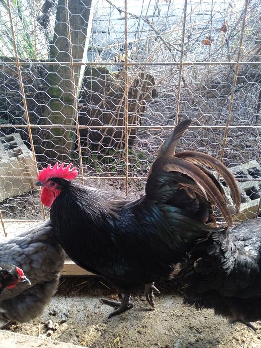 Oua Australorp pentru incubat