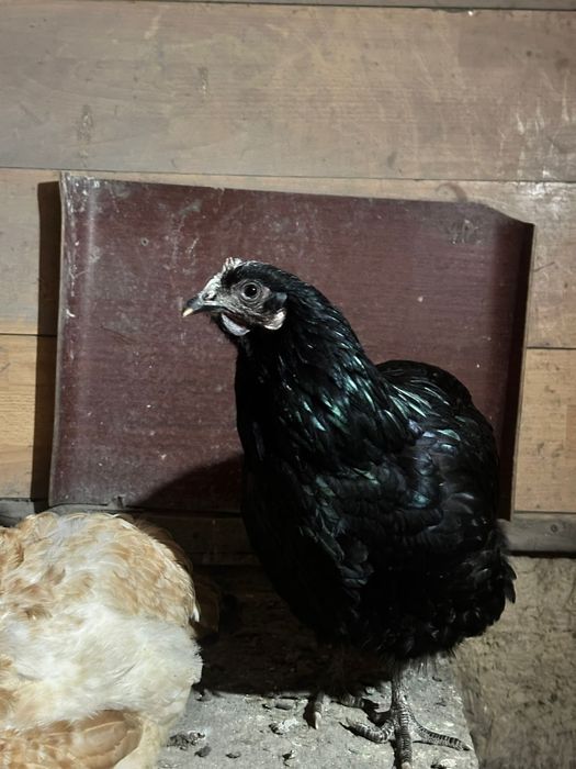 Яйцо икубационное