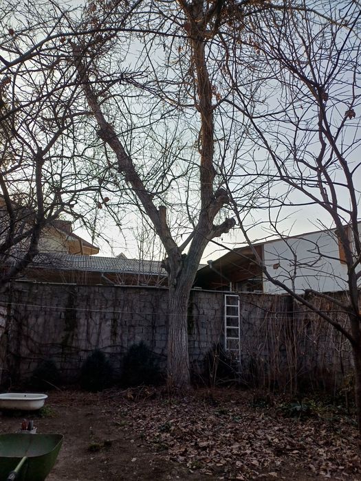 Продам дерево Орех.( Дарахт ёнгок сотилади)