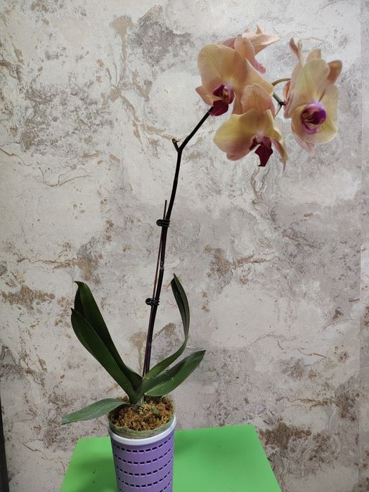 орхидеи по выгодной цене