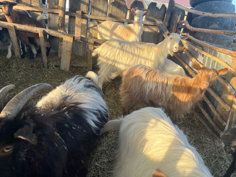 Vând capre cu iezi și fără