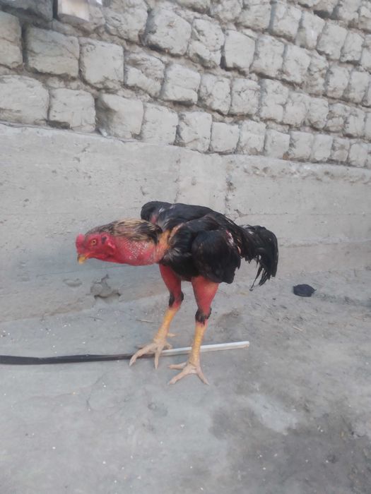 Дакан хуроз уйинга тайер