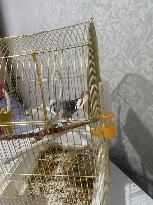 Продам попугайов